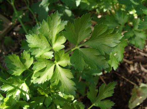 Packet - Mitsuba Mashimori, regular seeds - not treated and non-gmo
