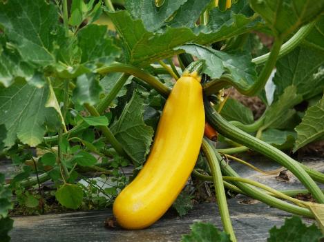 Packet - Squash GOLDENA, regular seeds - not treated and non-gmo