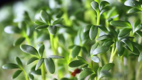 Packet - Garden Cress for Germinating, Sprouting, organic seeds