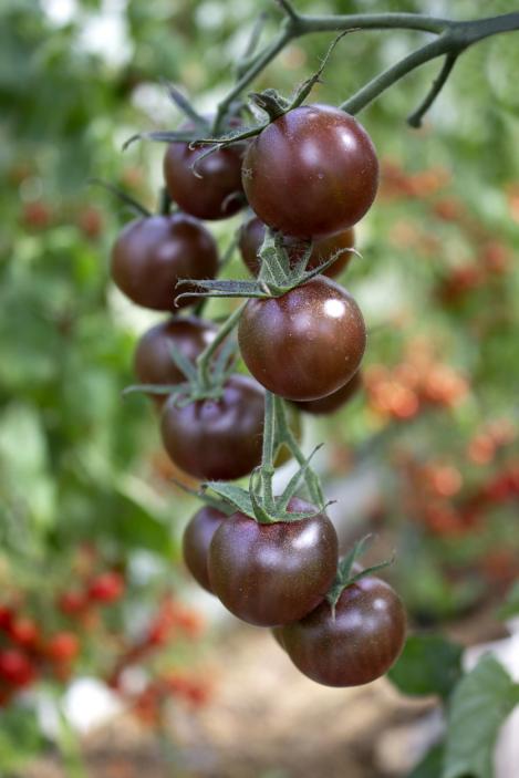 Packet - TOMATO - BLACK CHERRY, organic seeds, heirloom