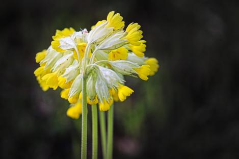 Packet - COWSLIP, regular seeds - not treated and non-gmo