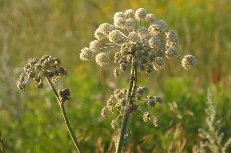Packet - Garden Angelica, organic seeds