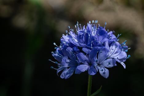 Packet - Blue-thimble-flower, Blue Gilia, organic seeds