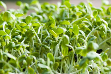 Packet - Sunflower for sprouting 20g, organic seeds