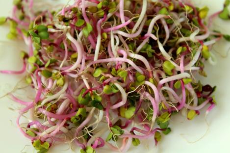 Packet - Daikon, Radish, for sprouting, organic seeds