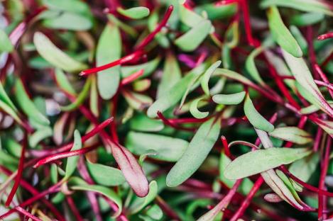 Packet - Beetroot sprouts, organic seeds