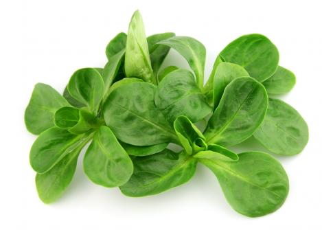 Packet - SALAD - CORN SALAD- LAMBS LETTUCE, organic seeds, heirloom