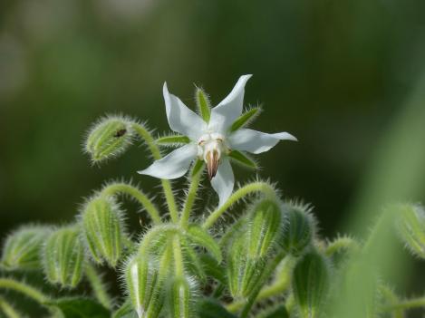 Packet - BORAGE - WHITE, regular seeds - not treated and non-gmo
