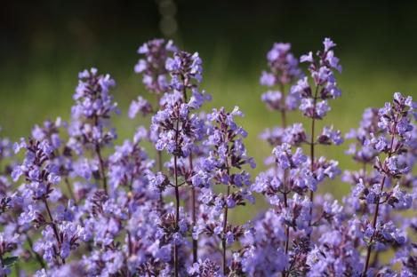 Packet - Catnip, regular seeds - not treated and non-gmo
