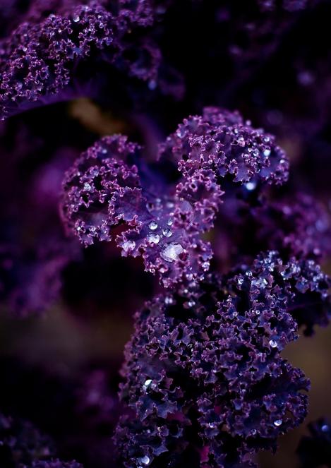 Packet - KALE / BORECOLE - SCARLET- CURLY KALE, regular seeds - not treated and non-gmo, heirloom