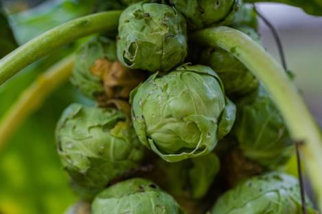 Packet - BRUSSEL SPROUTS - GRONINGER, organic seeds