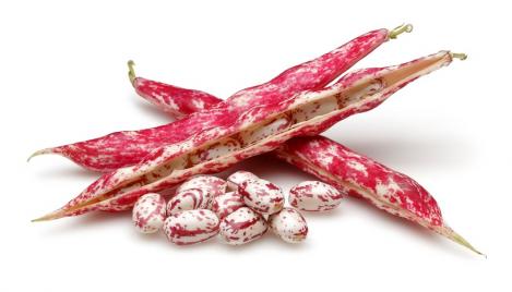 Packet - ITALIAN BORLOTTO BEAN LINGUA DI FUOCO NANO, organic seeds, heirloom