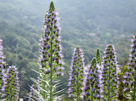 Packet - Vipers Bugloss, organic seeds