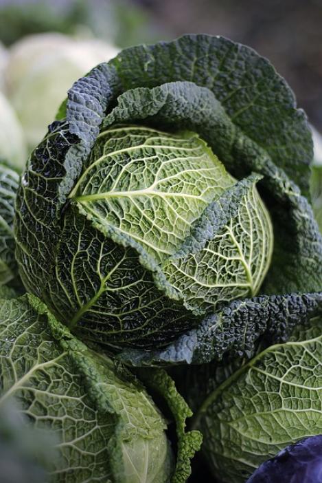 Packet - SAVOY CABBAGE - VERTUS, organic seeds, heirloom