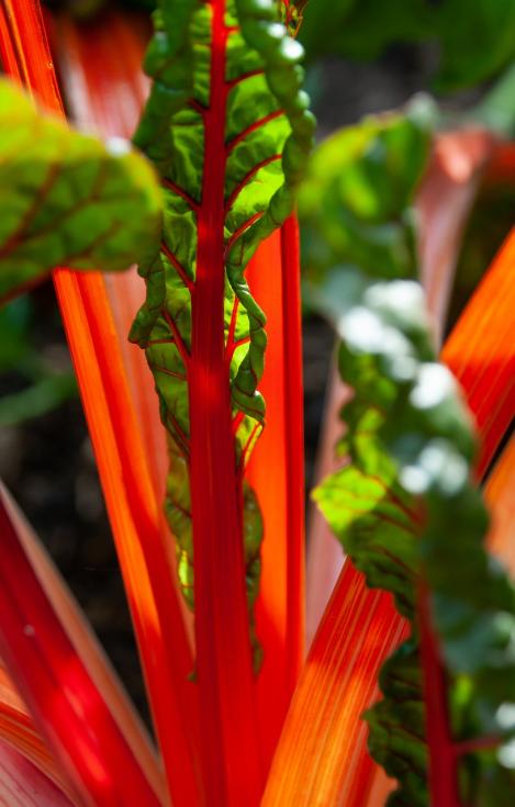 Packet - Swiss Chard RHUBARB CHARD, organic seeds