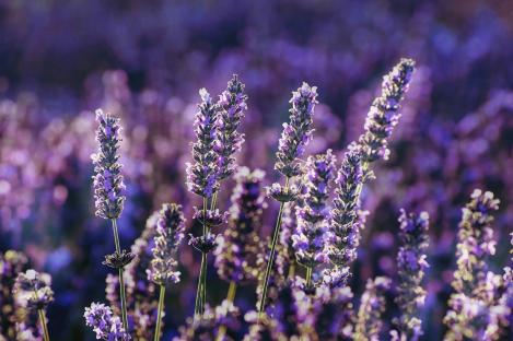 Packet - LAVENDEL, organic seeds