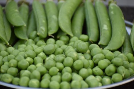 Packet - PEA - LOOMING, regular seeds - not treated and non-gmo