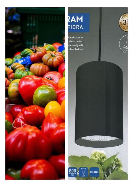 Packet - , regular seeds - not treated and non-gmo