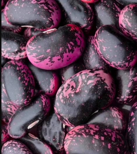 Packet - Runner Bean SCARLET EMPEROR, regular seeds - not treated and non-gmo, heirloom