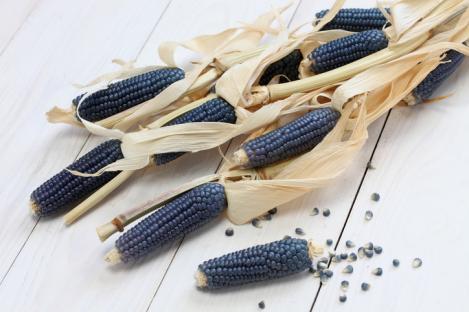 Packet - BLACK TORTILLA CORN, organic seeds, heirloom