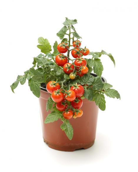 Packet - TOMATO - VILMA, regular seeds - not treated and non-gmo, heirloom
