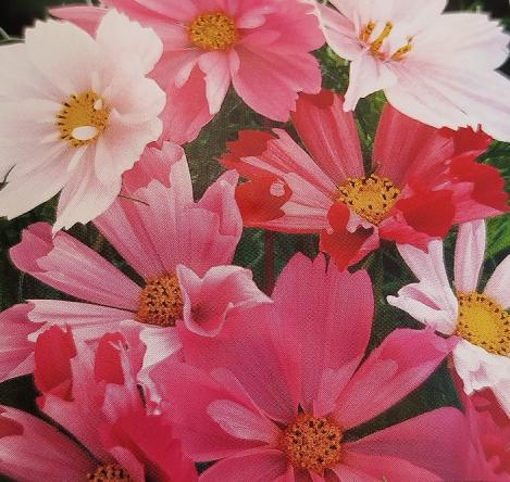Packet - COSMOS - SEA SHELLS MIX, regular seeds - not treated and non-gmo