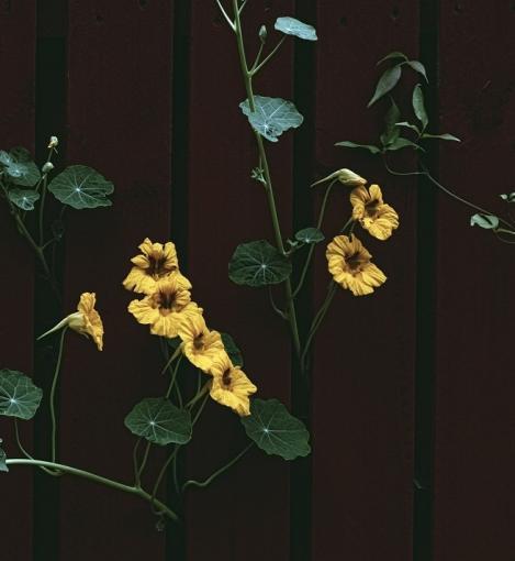 Packet - Nasturtium MOONLIGHT, regular seeds - not treated and non-gmo