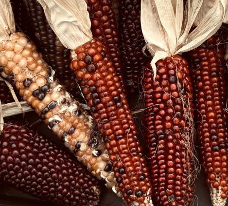 Packet - Heirloom Polenta Maize Pignoletto del Canavese, organic seeds, heirloom