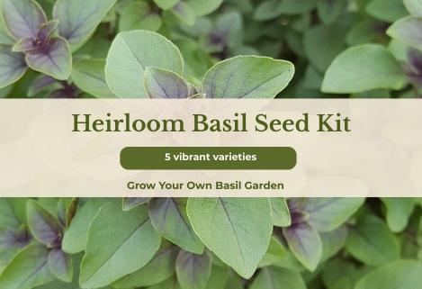 Packet - BASIL MIX, regular seeds - not treated and non-gmo