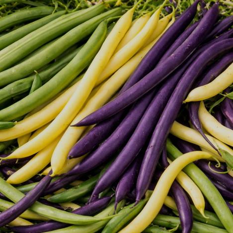 Packet - Organic Bush Bean Mix Trio – 3 Pod Colors, organic seeds