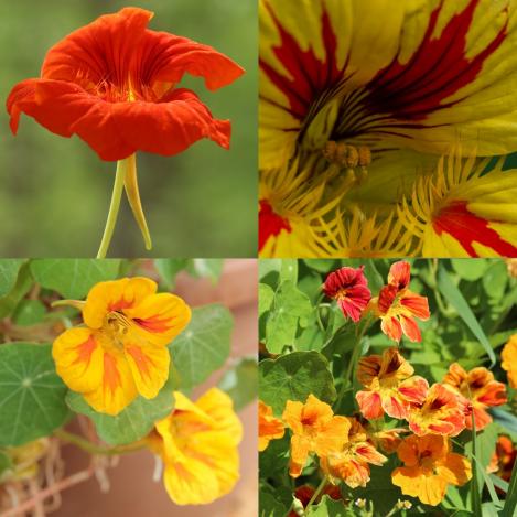 Packet - Nasturtium MIX, regular seeds - not treated and non-gmo